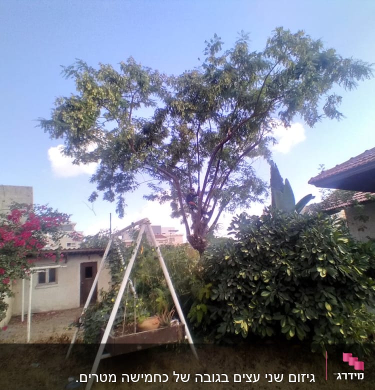 עץ גבוה עם ענפים גזומים בחצר